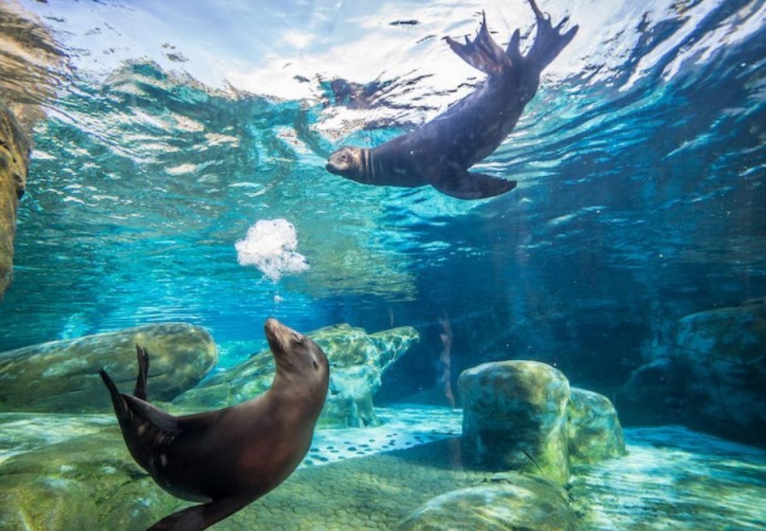 Sea Lion